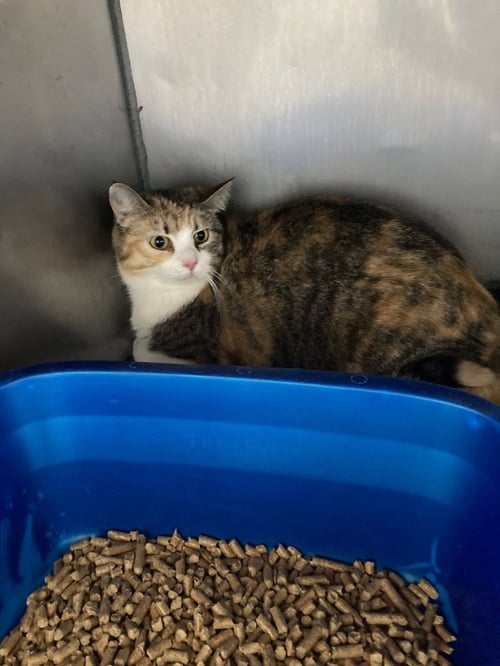 FLORENCE - Domestic Short Hair / Calico available for adoption