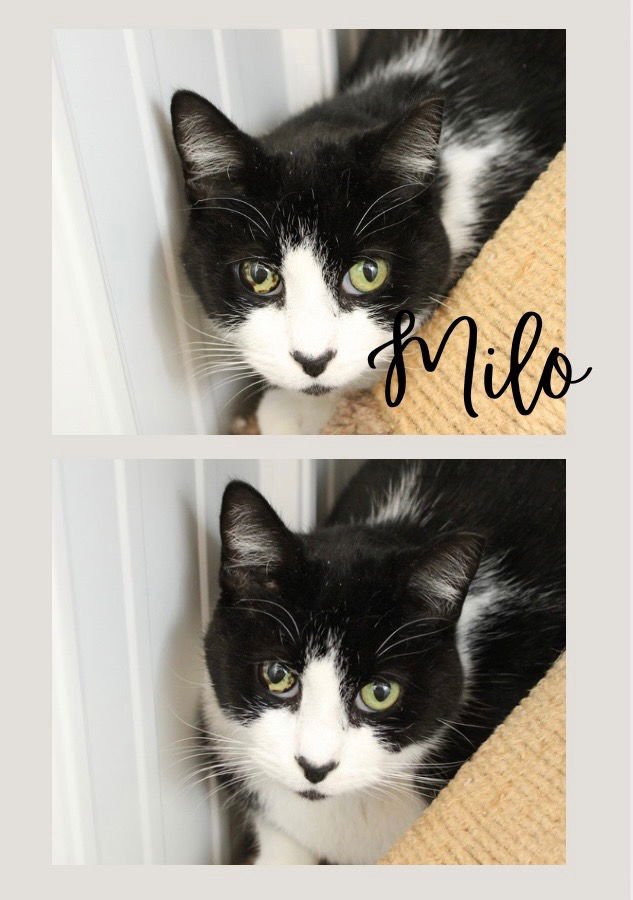 MILO - Domestic Short Hair available for adoption