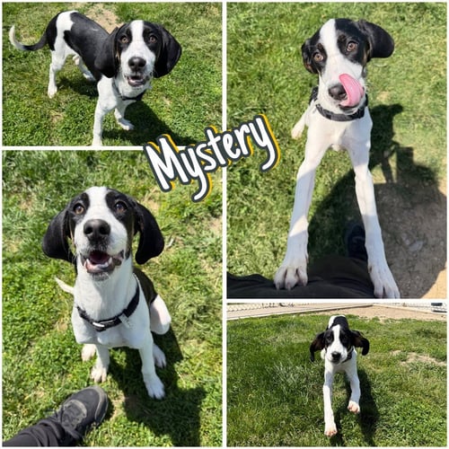 MYSTERY - Treeing Walker Coonhound available for adoption