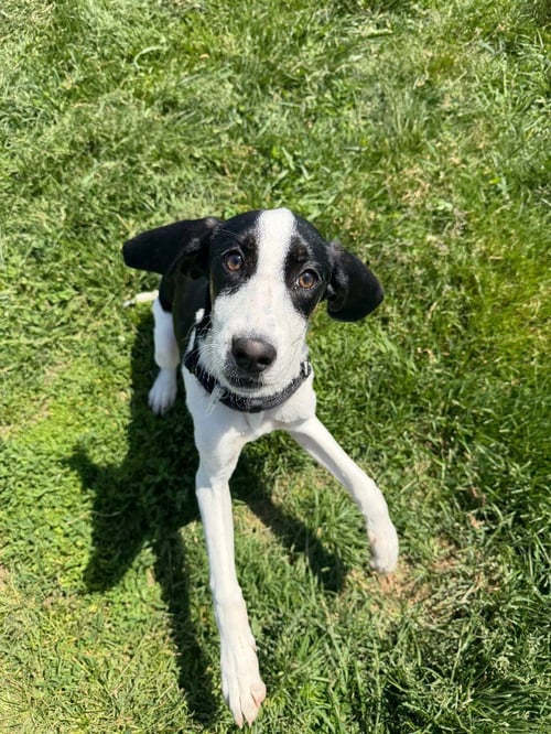 MYSTERY - Treeing Walker Coonhound available for adoption