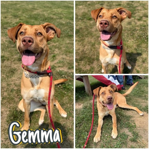 GEMMA - American Staffordshire Terrier for adoption in Fort Wayne