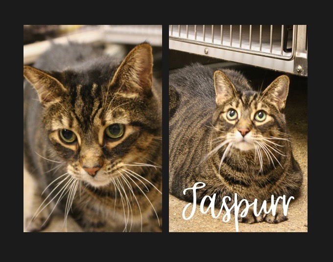 JASPURR - FRONT DECLAWED - Domestic Medium Hair available for adoption
