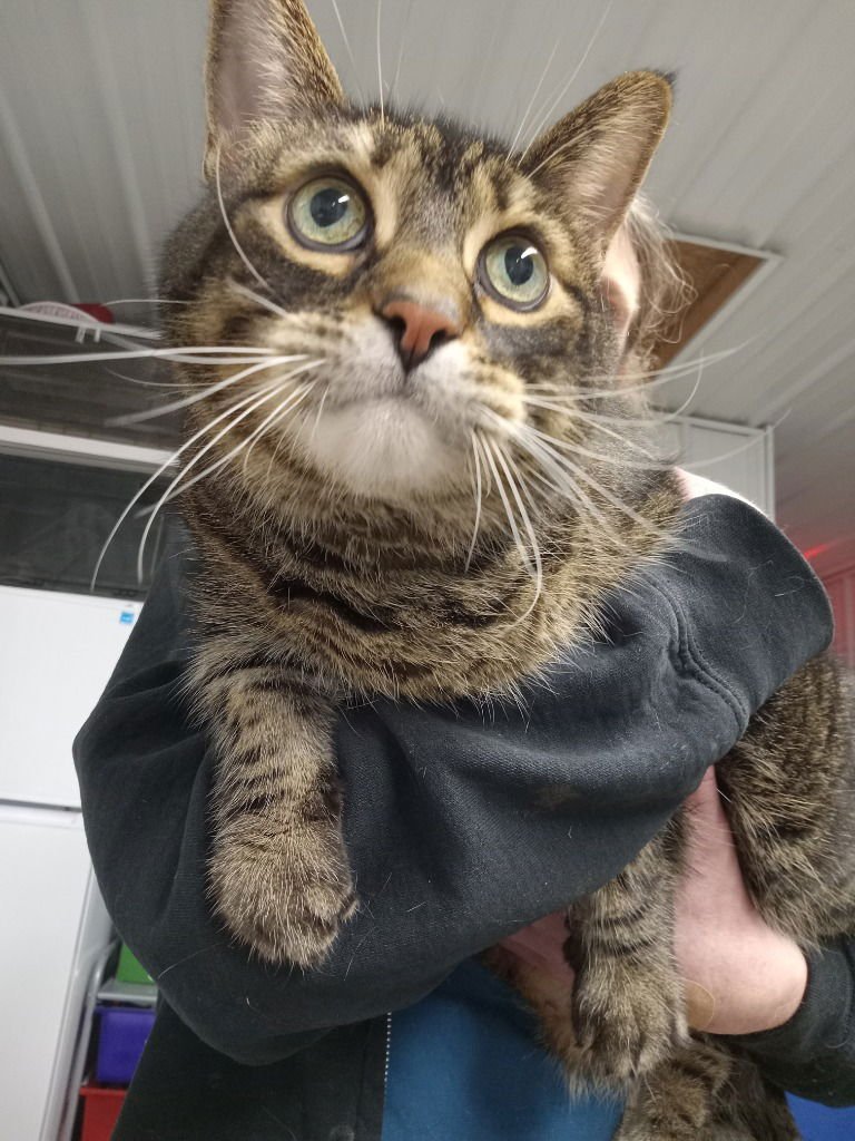 JASPURR - FRONT DECLAWED - Domestic Medium Hair available for adoption