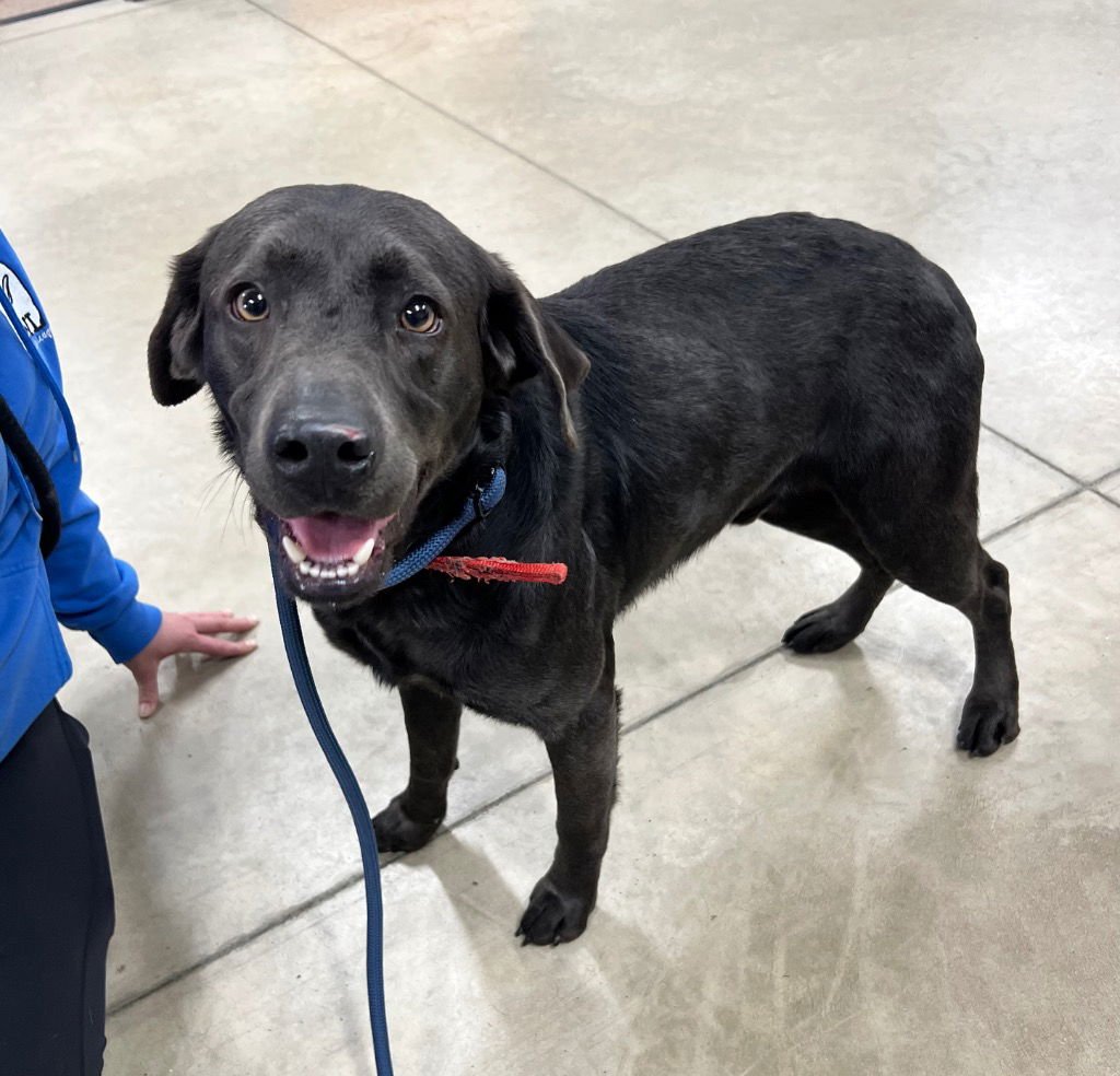 STERLING - Labrador Retriever available for adoption