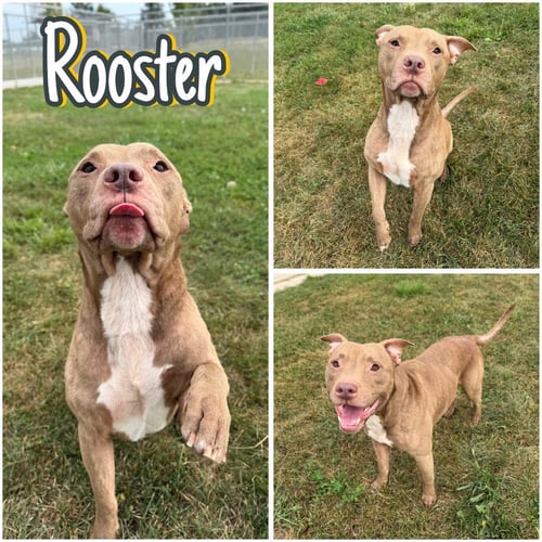 ROOSTER - American Staffordshire Terrier available for adoption