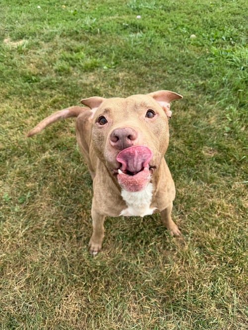 ROOSTER - American Staffordshire Terrier available for adoption
