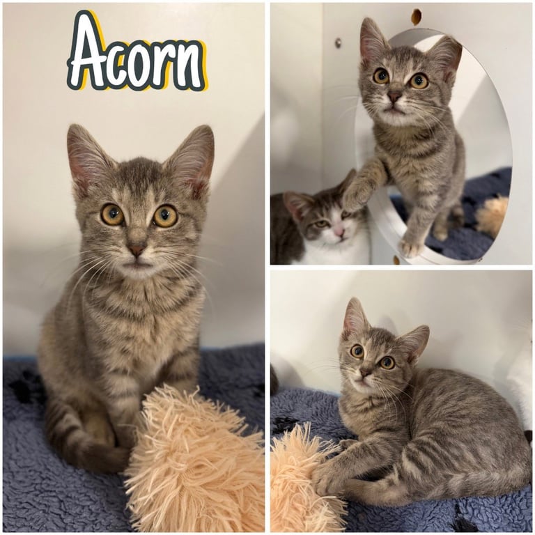 Acorn Image