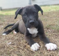 Bongo - In Foster - Call for Appt - Photo 3