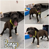 Bongo - In Foster - Call for Appt - Photo 4