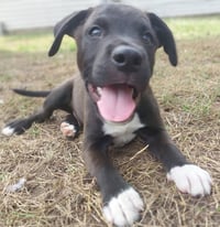 Bongo - In Foster - Call for Appt - Photo 2