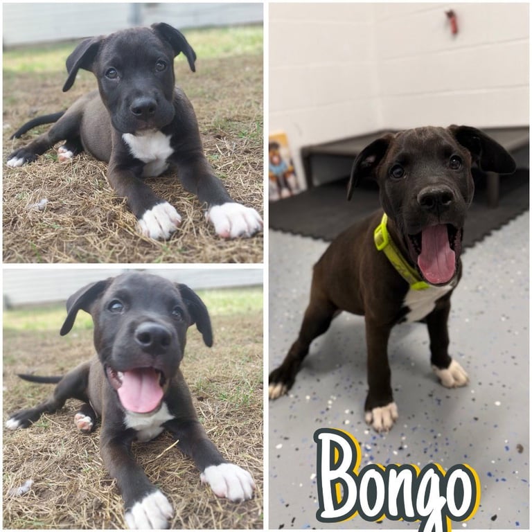 Bongo - In Foster - Call for Appt Image