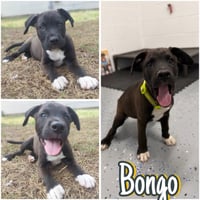 Bongo - In Foster - Call for Appt - Photo 1