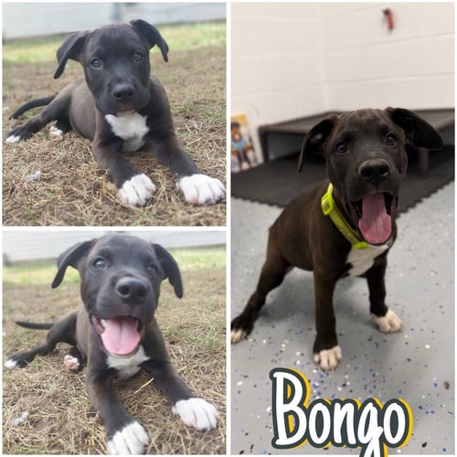 BONGO - IN FOSTER - CALL FOR APPT - Affenpinscher available for adoption