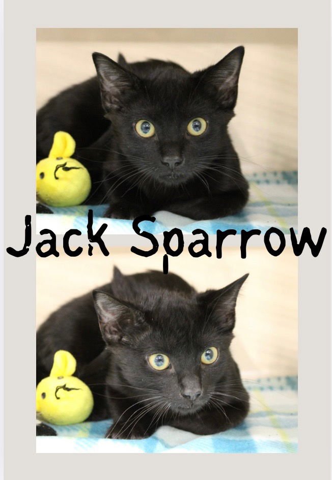 JACK SPARROW - Domestic Short Hair available for adoption