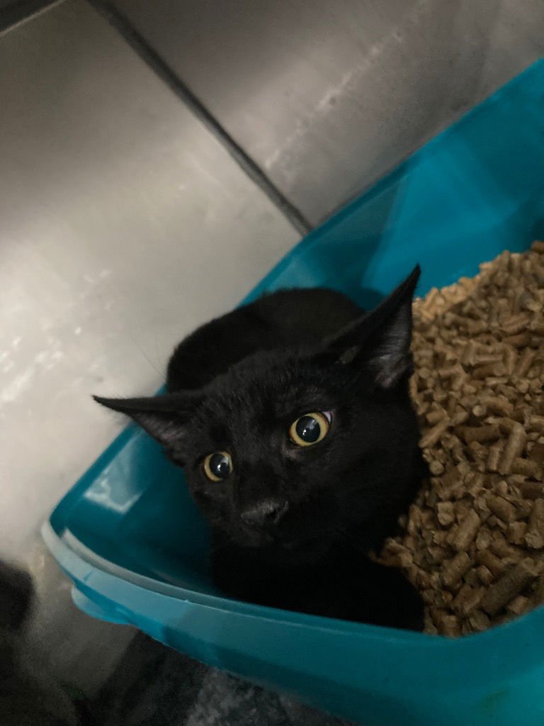 JACK SPARROW - Domestic Short Hair available for adoption