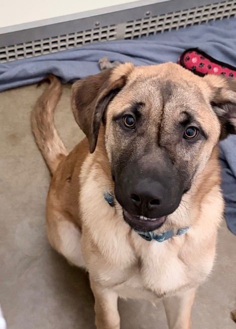 BRANTLEY - Shepherd available for adoption