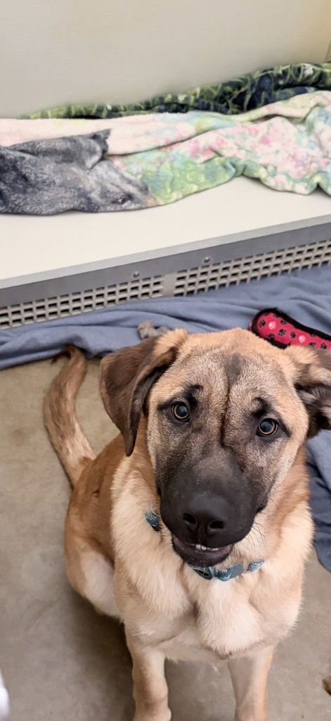 BRANTLEY - Shepherd available for adoption