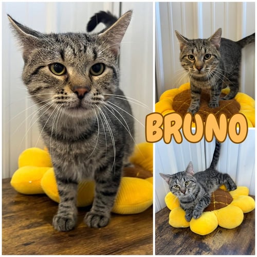 ZERO (BRUNO) - Domestic Short Hair available for adoption