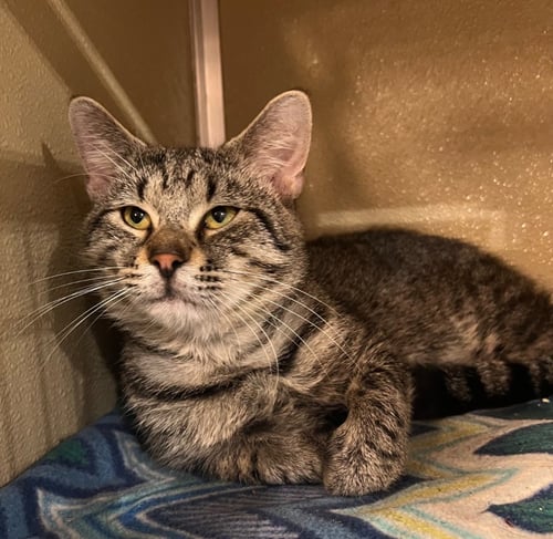 ZERO (BRUNO) - Domestic Short Hair available for adoption