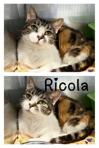 Ricola- SPONSORED - Photo 2