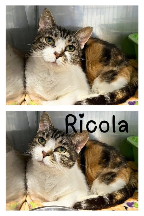 RICOLA- SPONSORED - Domestic Short Hair available for adoption
