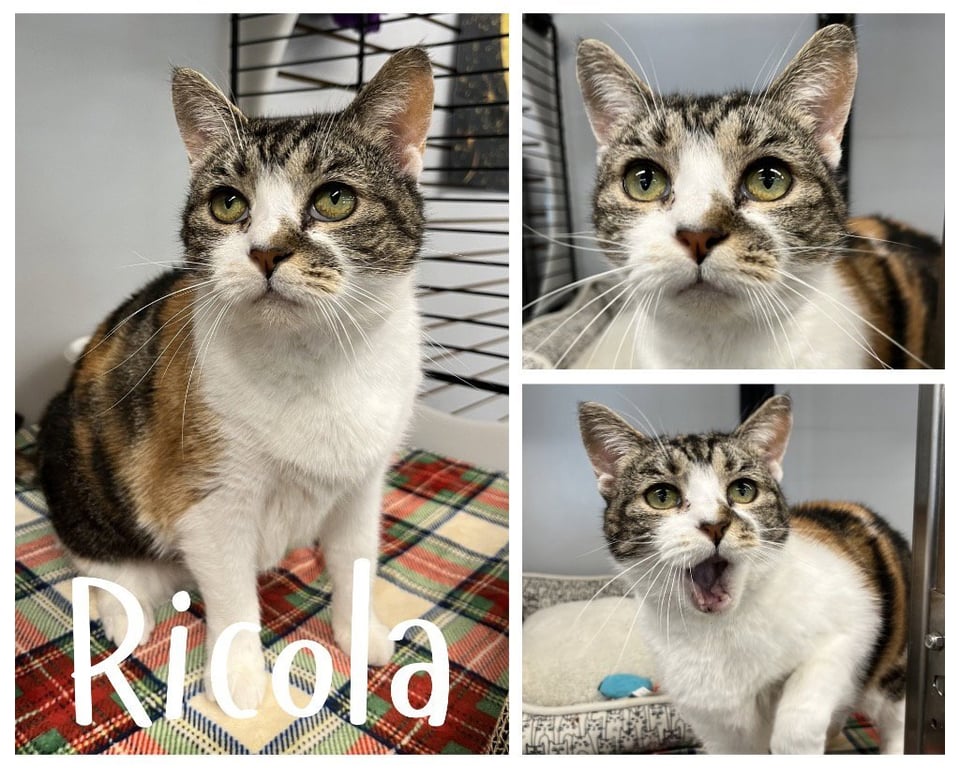 Ricola- SPONSORED Image