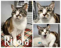 Ricola- SPONSORED - Photo 1