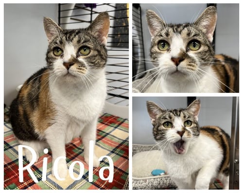 RICOLA- SPONSORED - Domestic Short Hair available for adoption