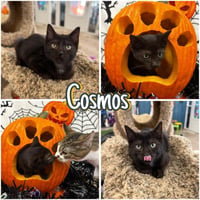 Cosmos - Photo 1