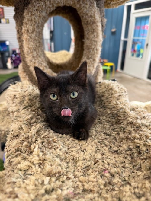 COSMOS - Domestic Short Hair available for adoption