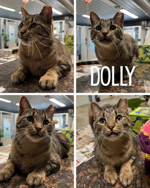 DOLLY- SPONSORED - Domestic Short Hair available for adoption