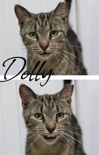 Dolly- SPONSORED - Photo 2