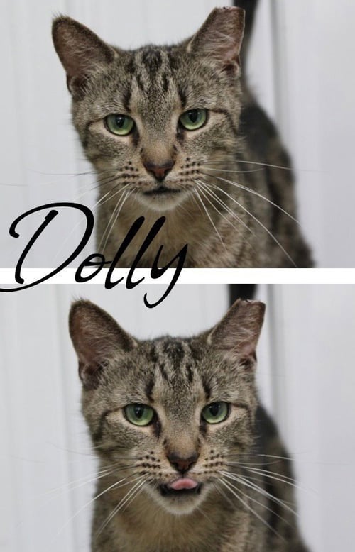 DOLLY- SPONSORED - Domestic Short Hair available for adoption