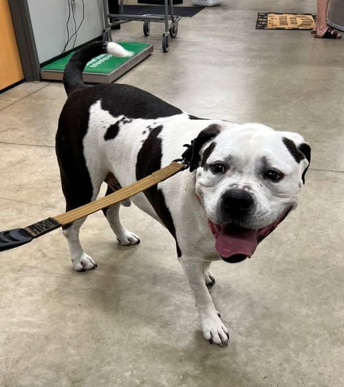 BANJO - American Bulldog available for adoption