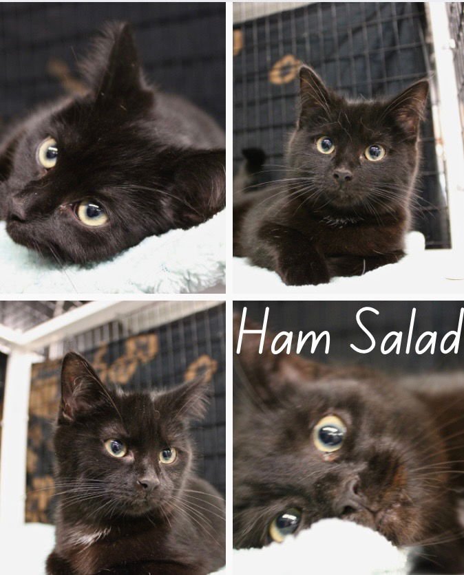 HAM SALAD - Domestic Short Hair available for adoption