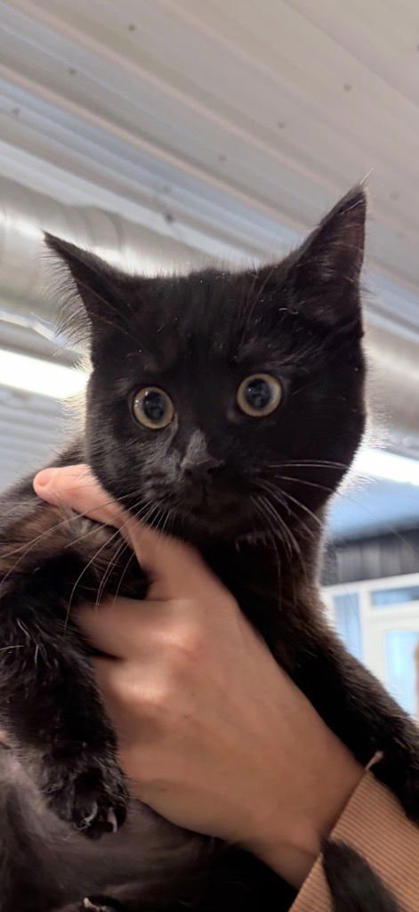 HAM SALAD - Domestic Short Hair available for adoption