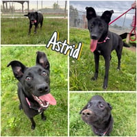 Astrid - Photo 1