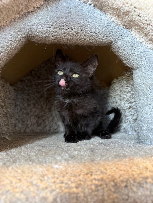 HUMMUS - Domestic Short Hair available for adoption