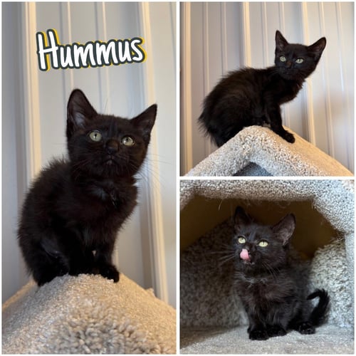 HUMMUS - Domestic Short Hair available for adoption