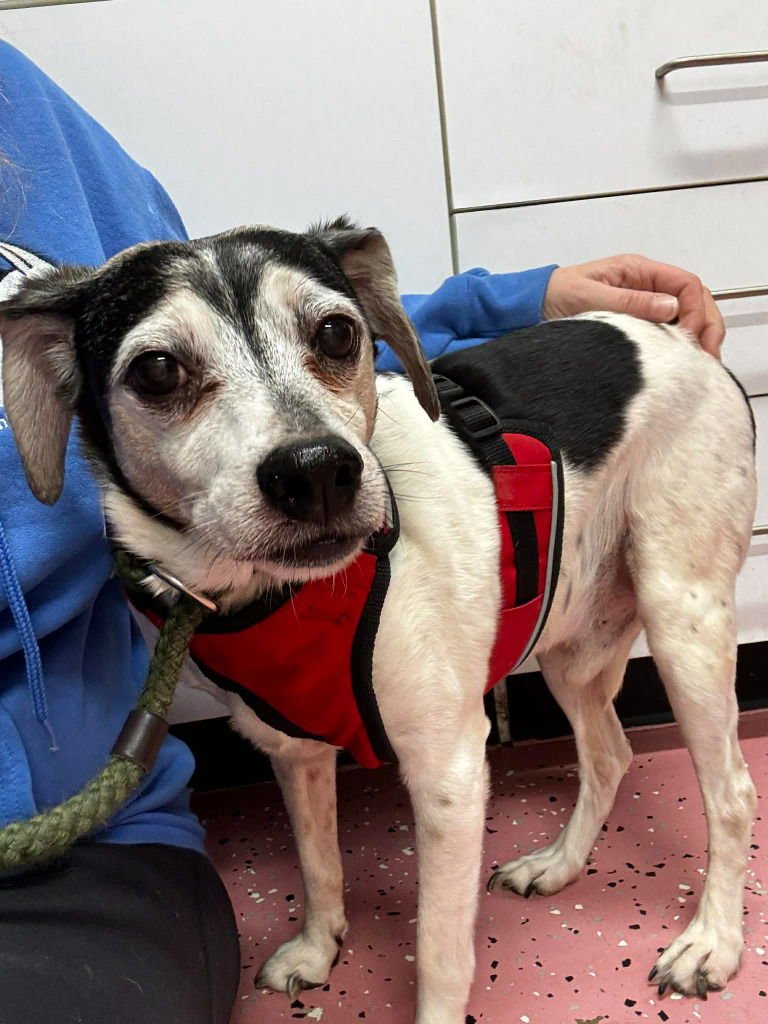 B.J - Beagle / Fox Terrier available for adoption