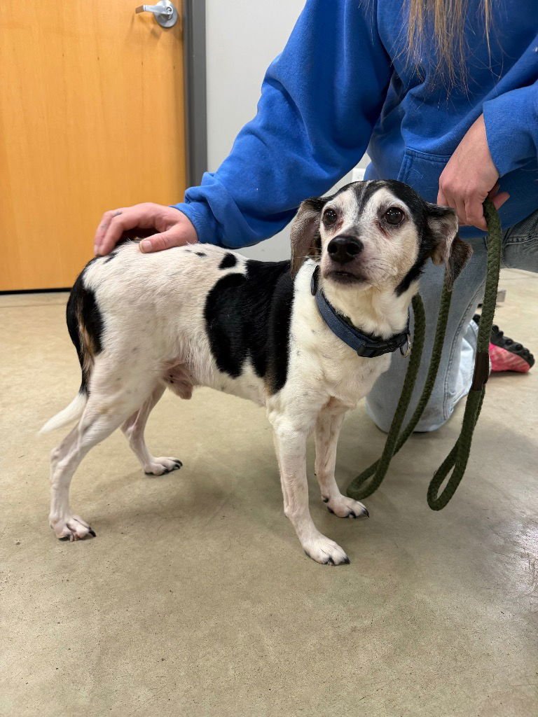 B.J - Beagle / Fox Terrier available for adoption