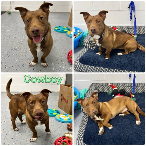 COWBOY - Dachshund available for adoption