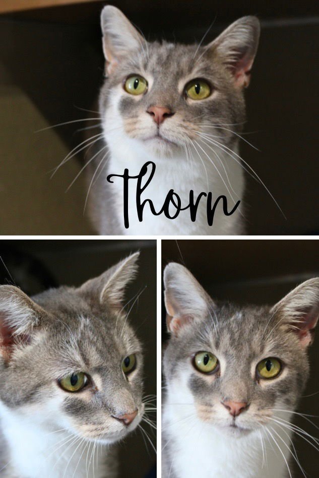 THORN - Domestic Short Hair available for adoption