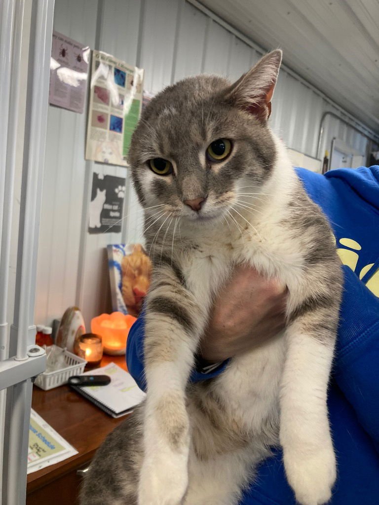 THORN - Domestic Short Hair available for adoption