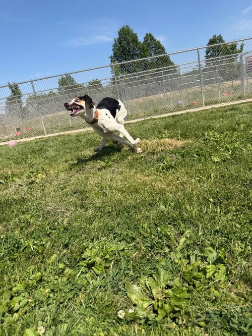 MAVEN - Treeing Walker Coonhound available for adoption