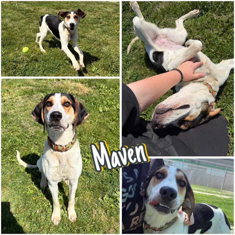 Maven Image