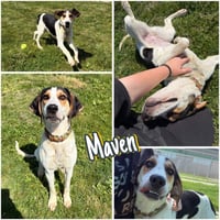Maven - Photo 1