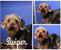 Swiper - Photo 1