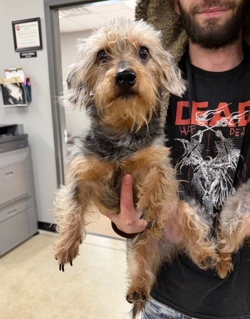 SWIPER - Yorkshire Terrier Yorkie / Dachshund available for adoption