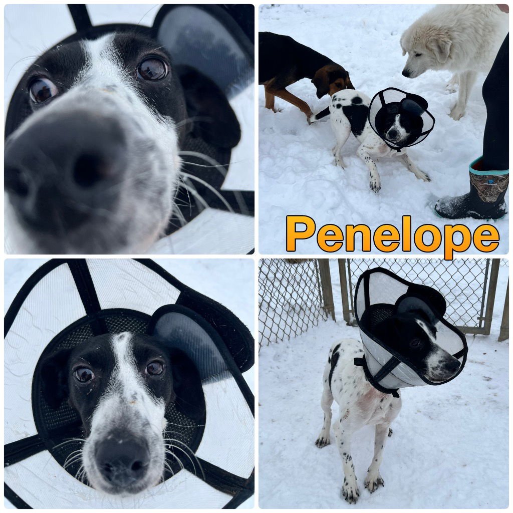PENELOPE - Terrier available for adoption